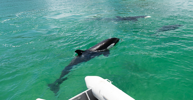 Orcas (killer whales) showed up on our Dolphins trip yesterday! – Bay of Islands – New Zealand